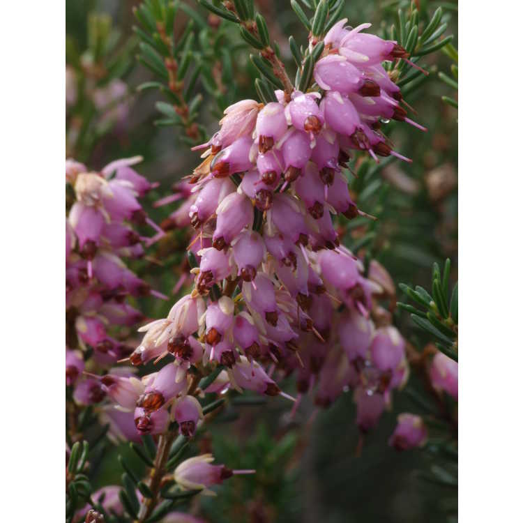Erica ×darleyensis 'Mediterranean Pink'