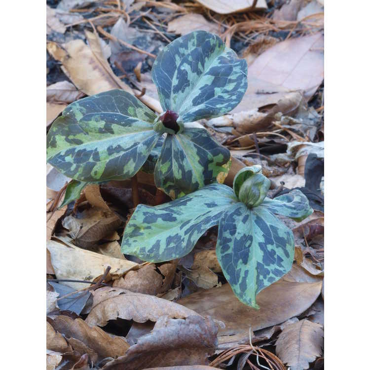 Trillium maculatum (Gainesville, FL form)
