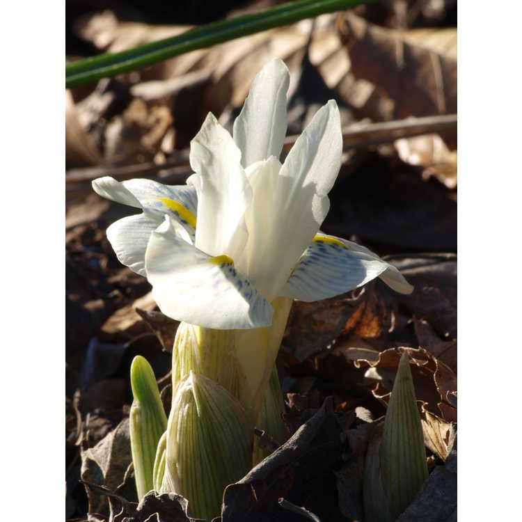 Iris histrioides 'Finola'