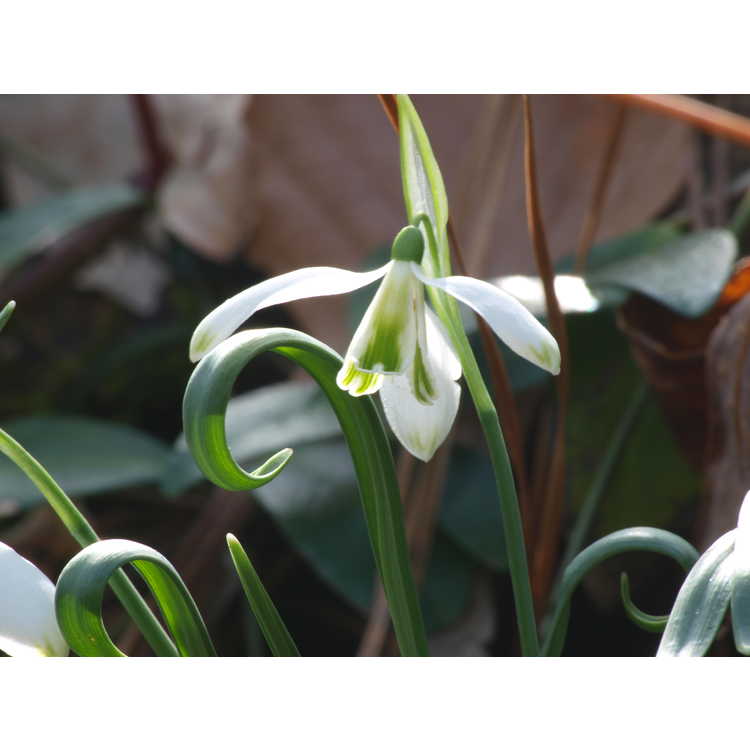 Galanthus 'Curly'