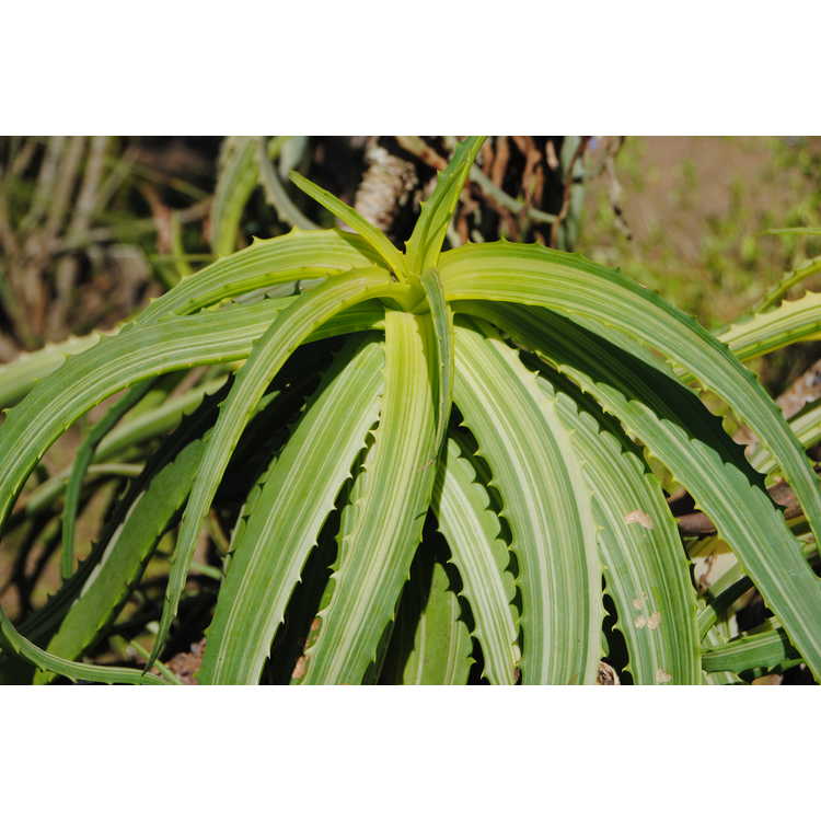 <em>Aloe arborescens</em> 'Variegata'
