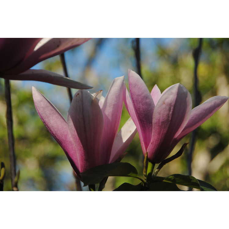 Magnolia 'Galaxy' - U.S. National Arboretum hybrid magnolia
