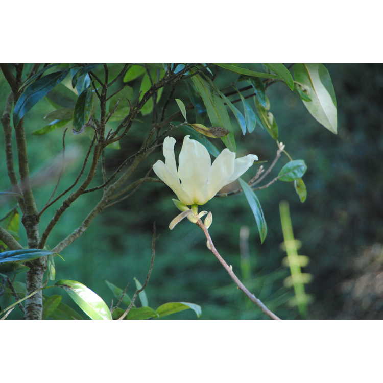 <em>Magnolia denudata</em> 'Fei Huang'