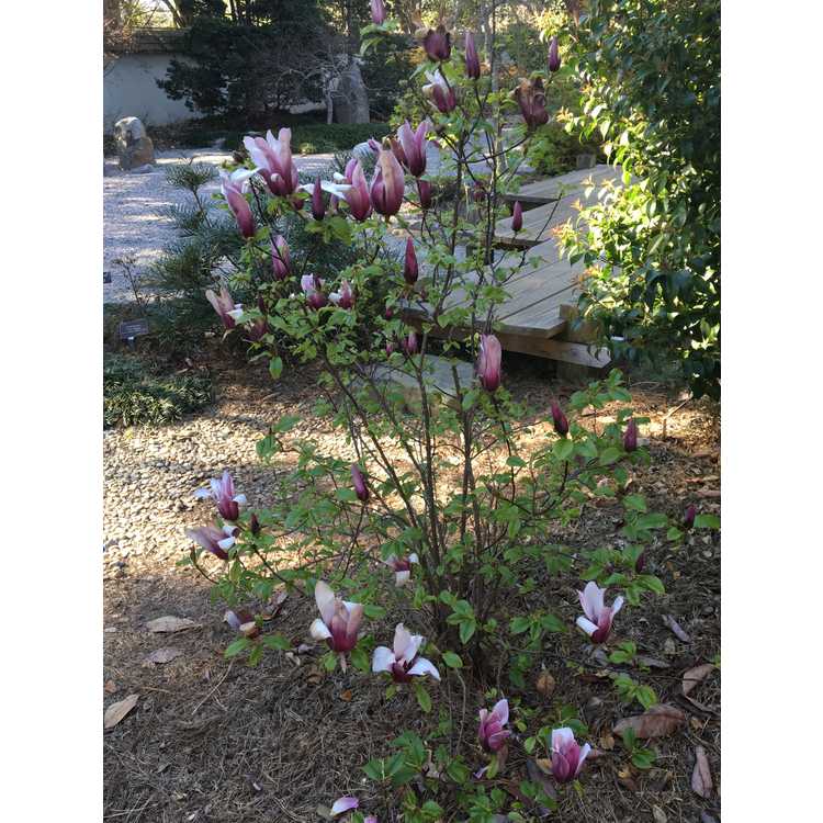Magnolia liliiflora 'Minnie Mouse' - lily magnolia