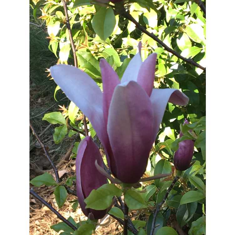 Magnolia liliiflora 'Minnie Mouse' - lily magnolia