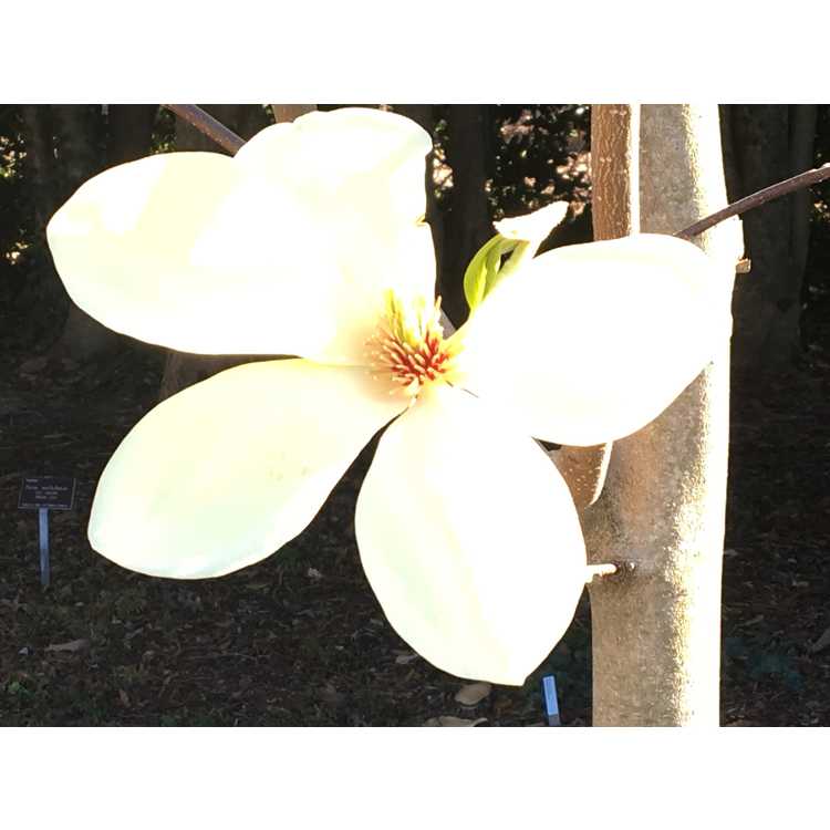 Magnolia 'Goldfinch'