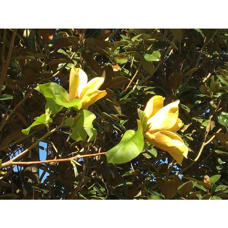 Magnolia 'Judy Zuk' - Brooklyn Botanic Garden hybrid magnolia