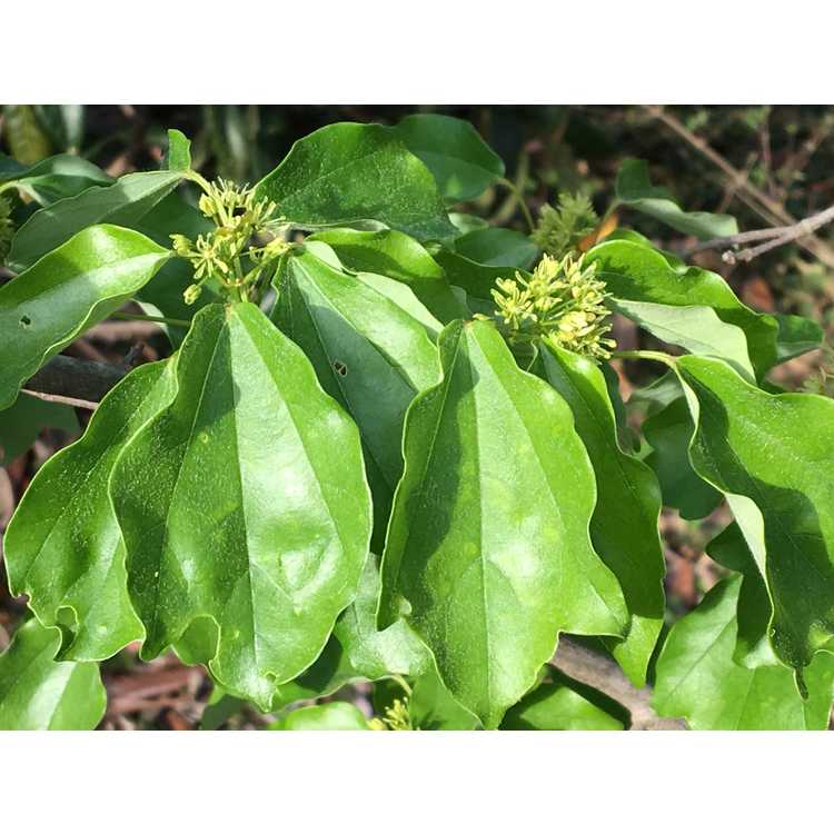 Acer buergerianum var. formosanum - Taiwan trident maple