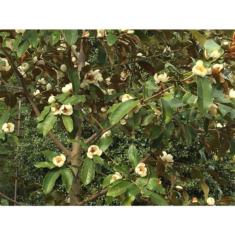 Magnolia 'Brass Monkey' - brass monkey hybrid evergreen magnolia