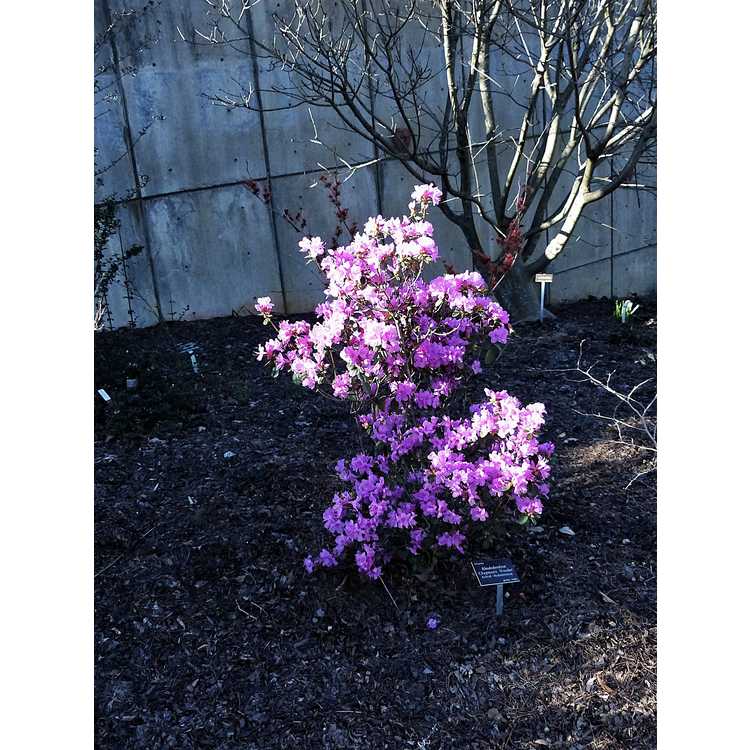 Rhododendron Chapmanii Wonder