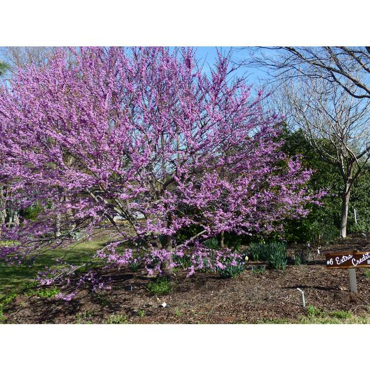 Cercis canadensis 'Ace of Hearts'