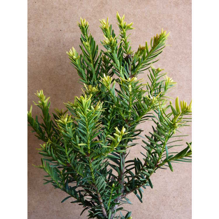 dwarf gold-tipped Japanese yew