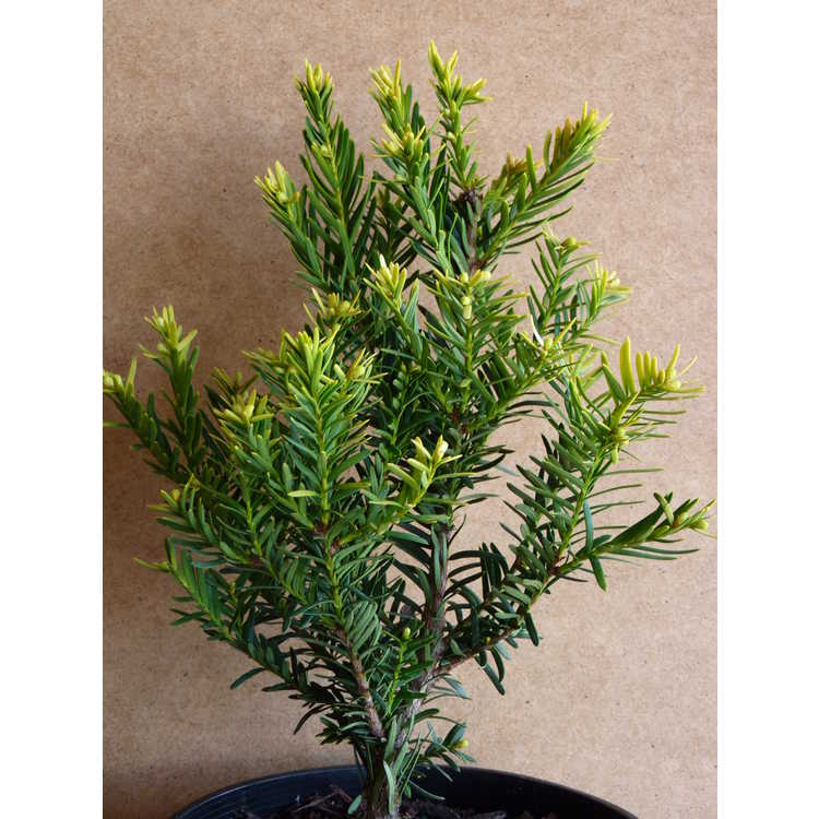 dwarf gold-tipped Japanese yew