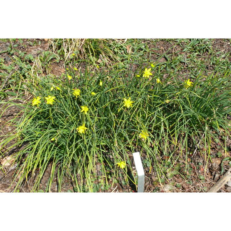 Narcissus ×odorus 'Plenus'