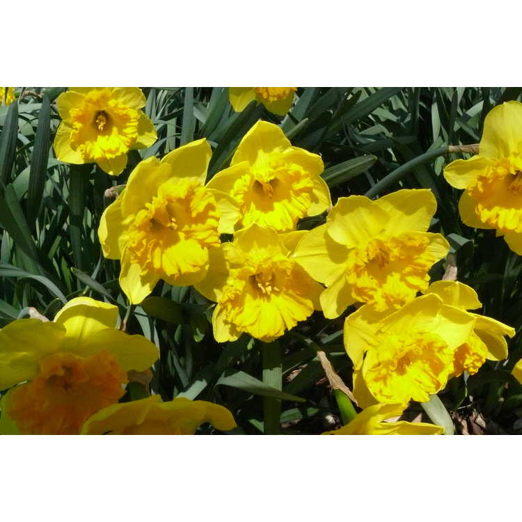 Narcissus 'Orange Frilled' - large-cupped daffodil