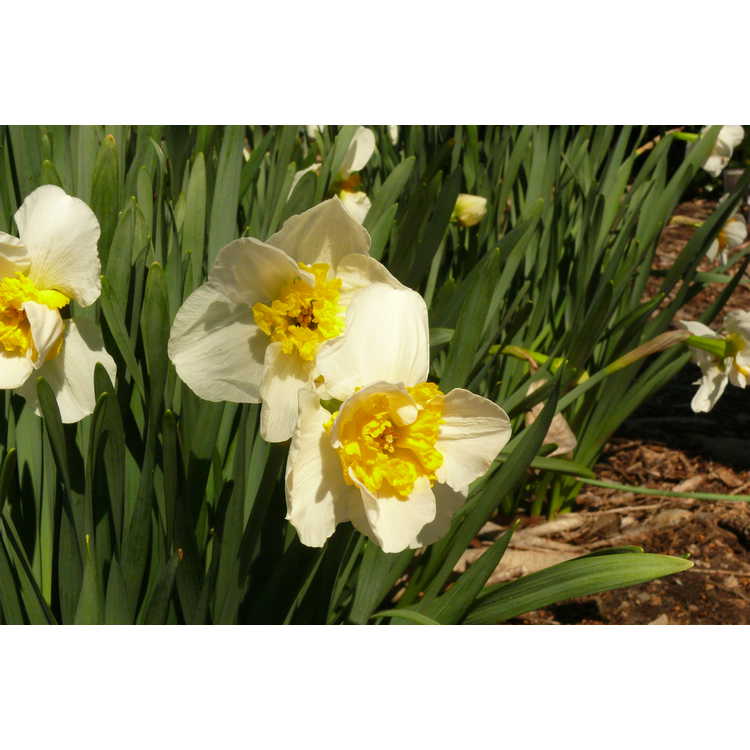Narcissus 'Doctor Alex Fleming' - large-cupped daffodil