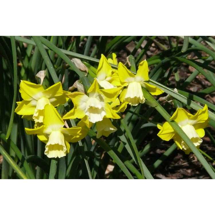 Narcissus 'Hillstar' - jonquilla daffodil