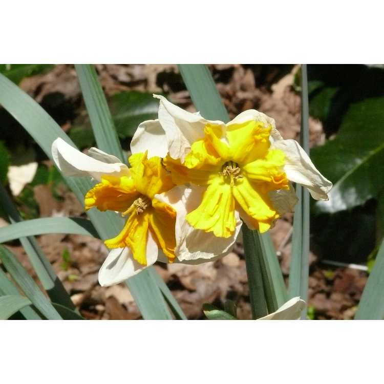 Narcissus 'Parisienne' - collar daffodil