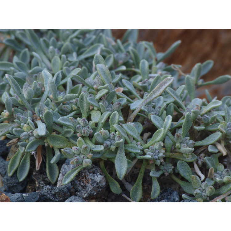 Physaria arizonica