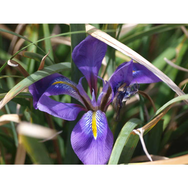 Iris unguicularis 'Winter Echoes'