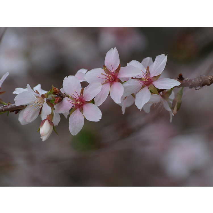 Prunus incisa Shikizaki