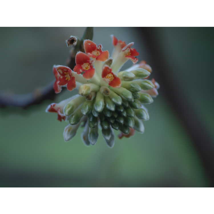 Edgeworthia - paperbush