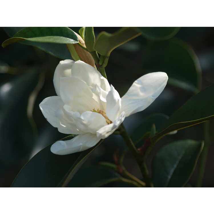 Magnolia Eternal Spring