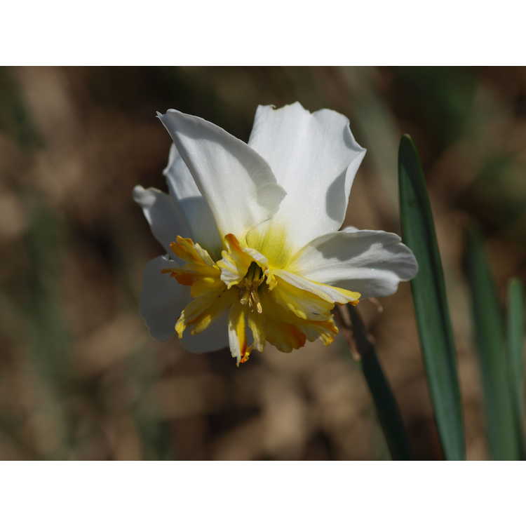 Narcissus 'Trepolo'