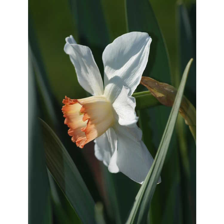 Narcissus Garden Club of America
