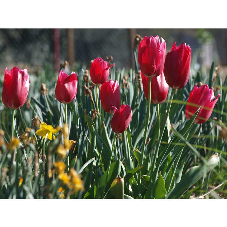 Tulipa Renown