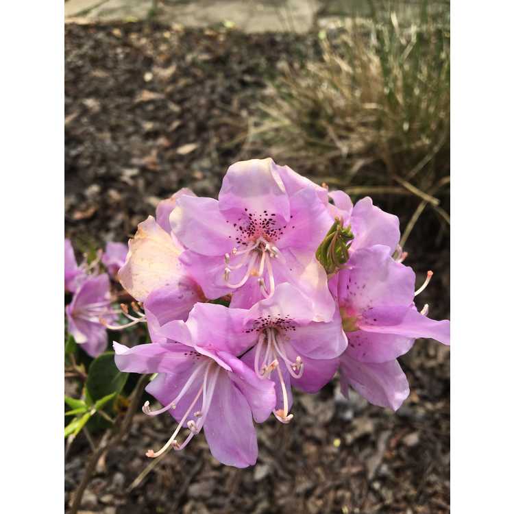 Rhododendron ovatum