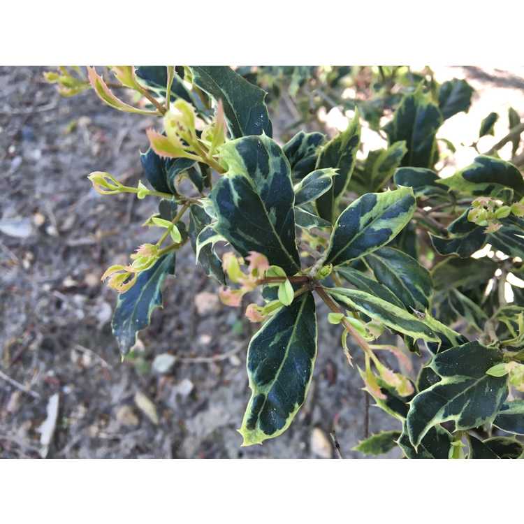 Osmanthus heterophyllus 'Hamakita Shirofu' - dwarf holly tea-olive