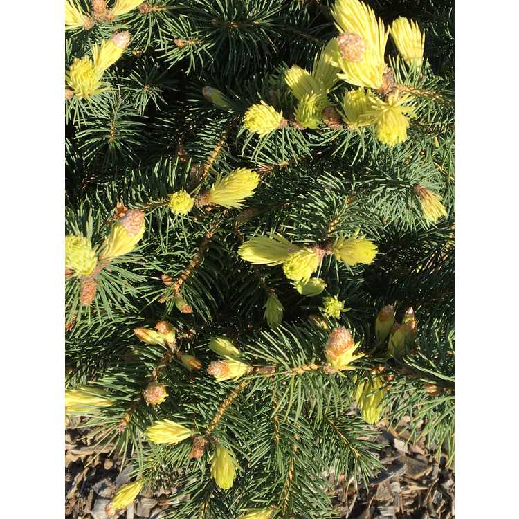 Golden Spring Colorado blue spruce