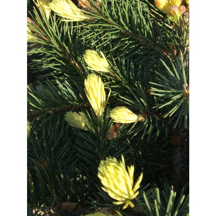 Golden Spring Colorado blue spruce