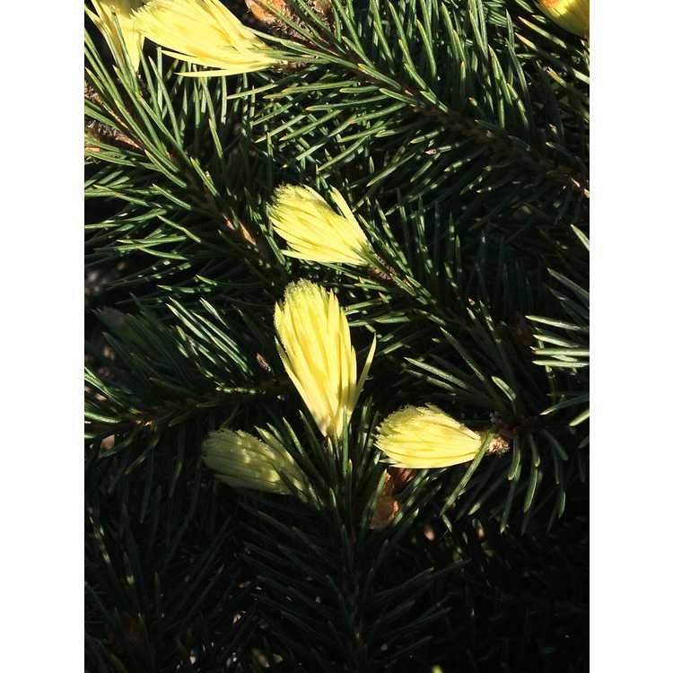 Picea pungens 'Gebelle's' - Golden Spring Colorado blue spruce