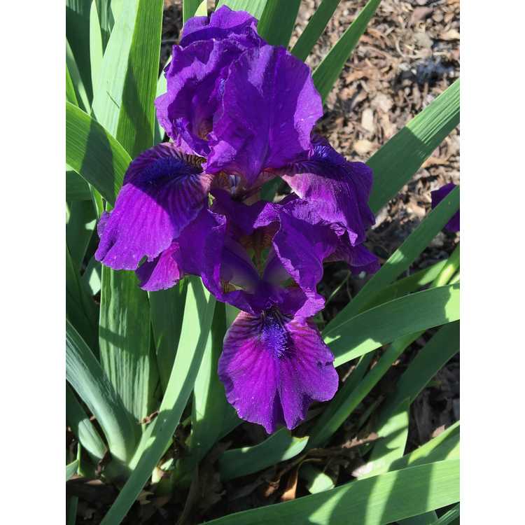 Iris 'Flower Shower' - dwarf hybrid iris