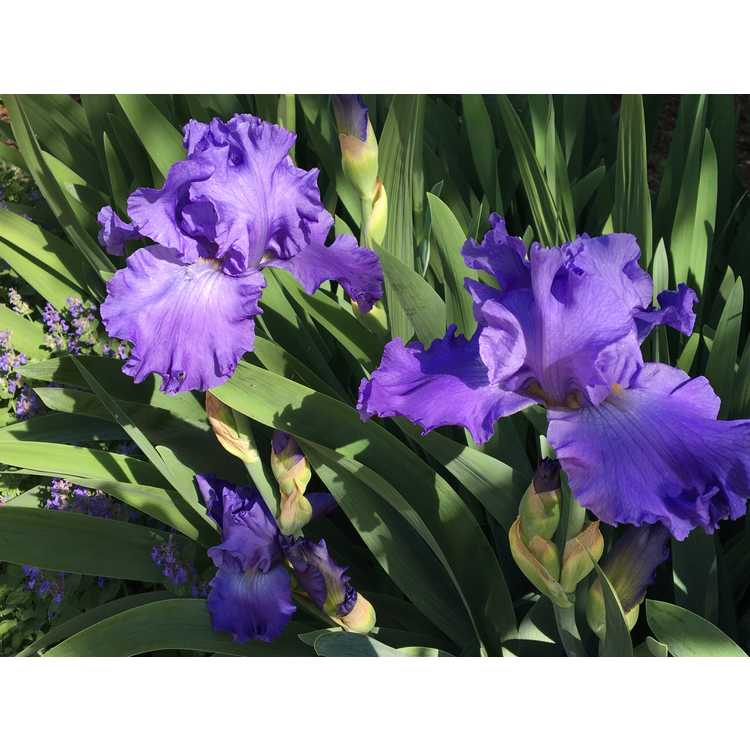 Iris 'Pure Sapphire'