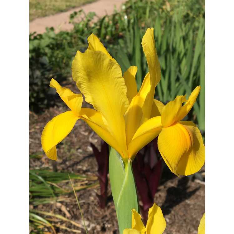 Iris Golden Beauty