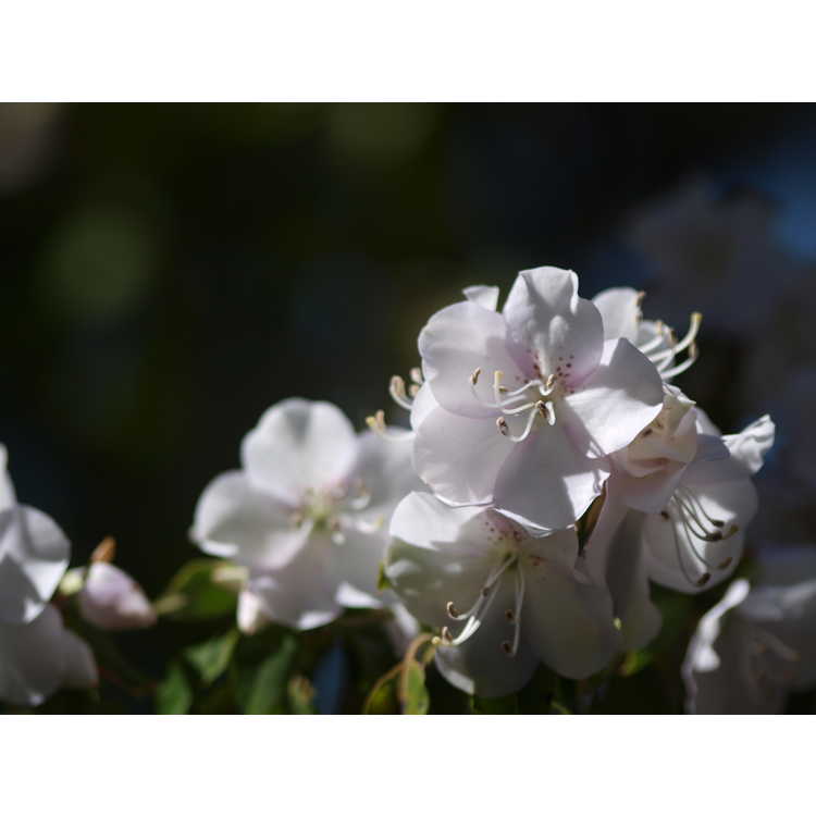 Rhododendron uwaense
