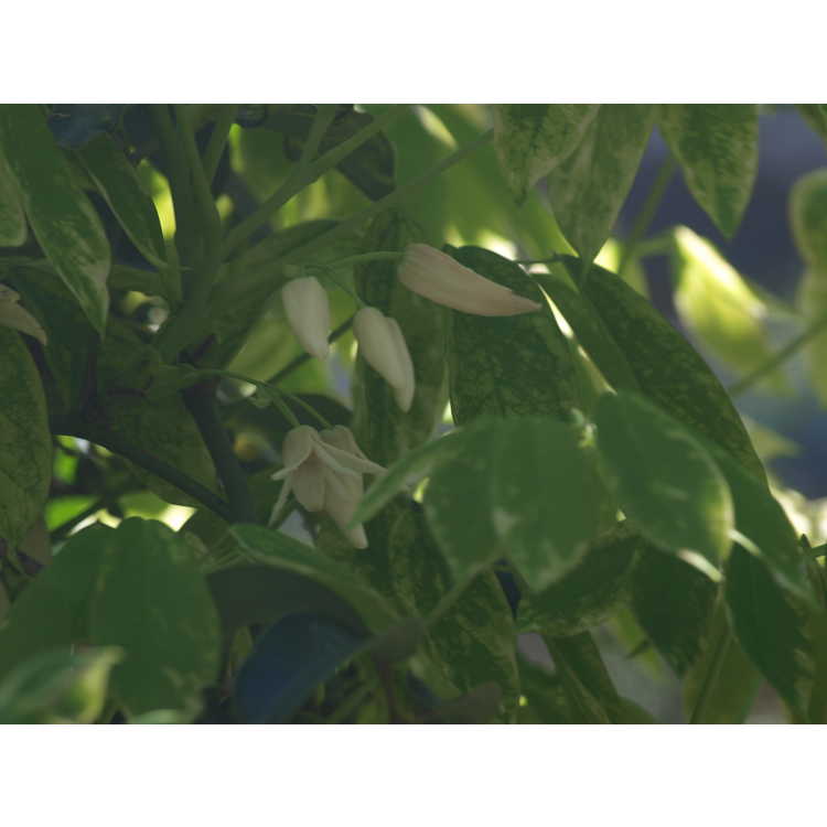 Stauntonia hexaphylla 'Cartwheel' - variegated Japanese stauntonia