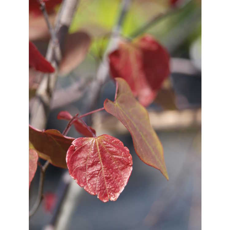 Carolina Sweetheart variegated purple leaf eastern redbud