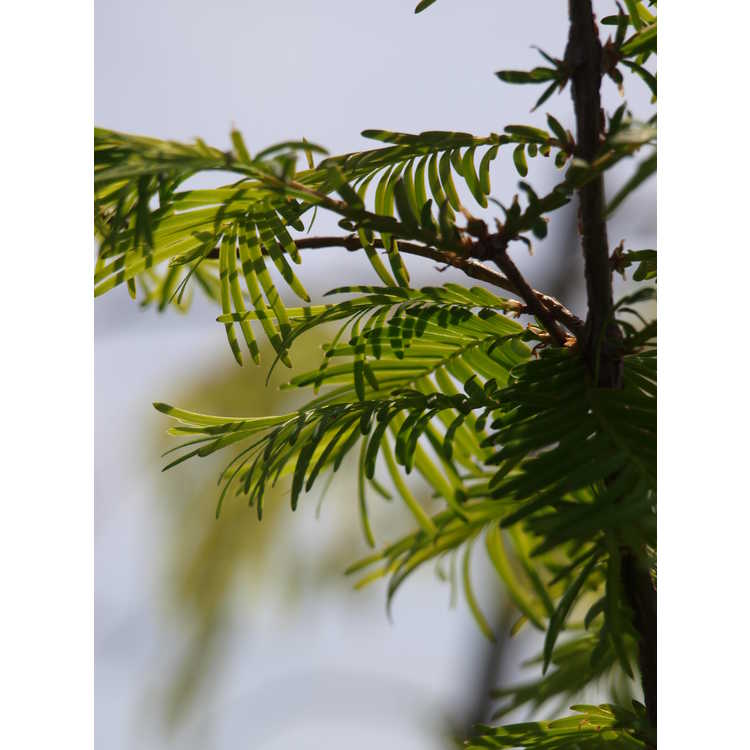 Metasequoia glyptostroboides 'WAH-08AG' - Amber Glow dawn redwood