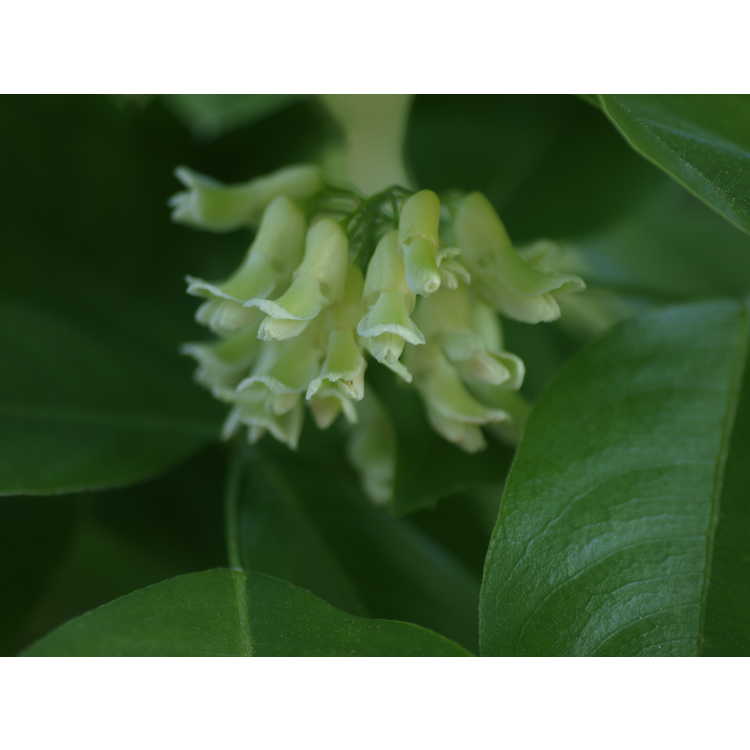 Maackia tenuifolia