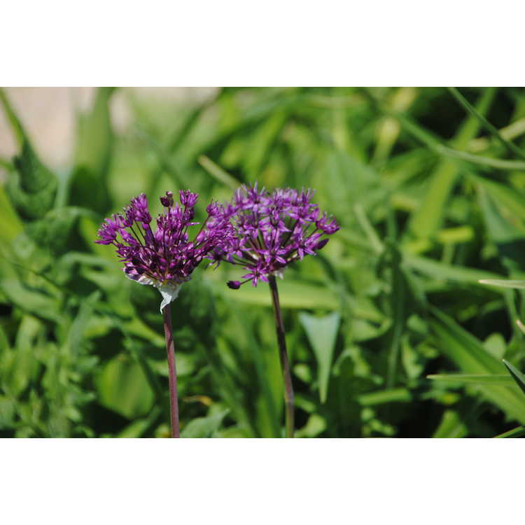 <em>Allium hollandicum</em> 'Purple Sensation'