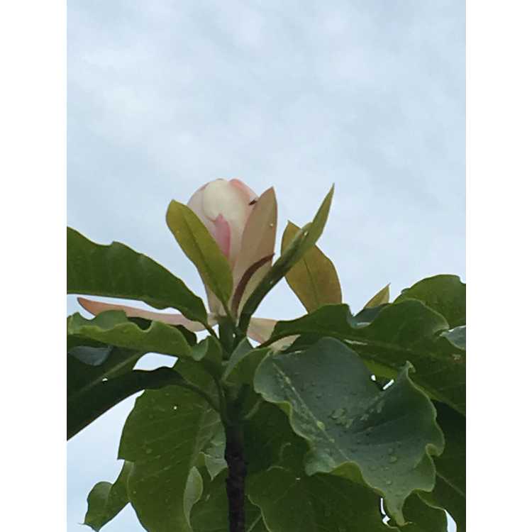 <em>Magnolia</em> 'Silk Road' ×<em> M. insignis</em>