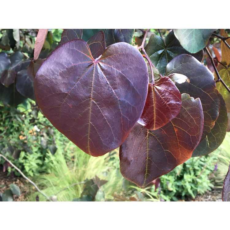 Cercis canadensis [Texensis Group] 'Merlot' - purple-leaf redbud