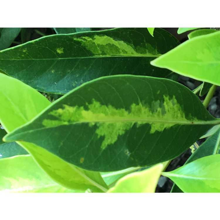 Lithocarpus edulis 'Starburst' - variegated Japanese tan-bark oak