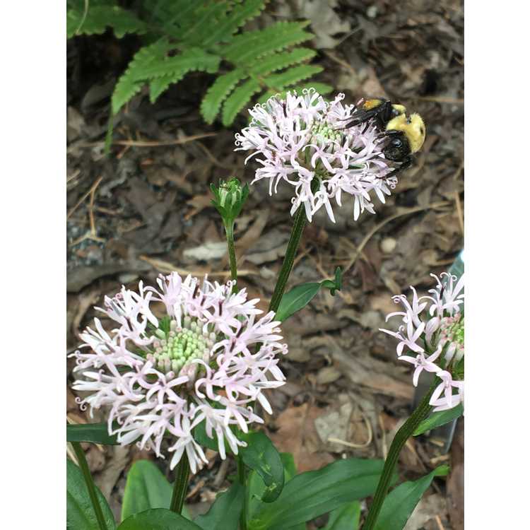 Marshallia grandiflora - Monongahela Barbara's buttons