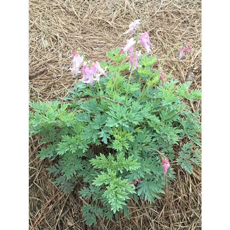 Dicentra 'Amore Pink'