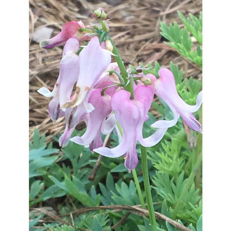 Dicentra 'Amore Pink'